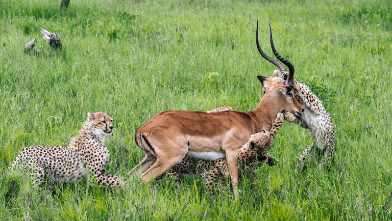 Was ist die beste Reisezeit für eine Safari in Tansania?