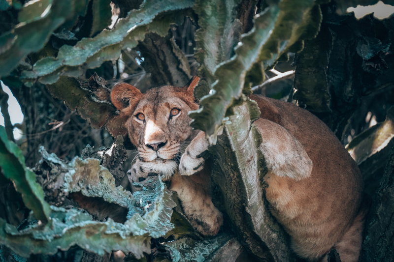 Tree climbing lions in Ishasha