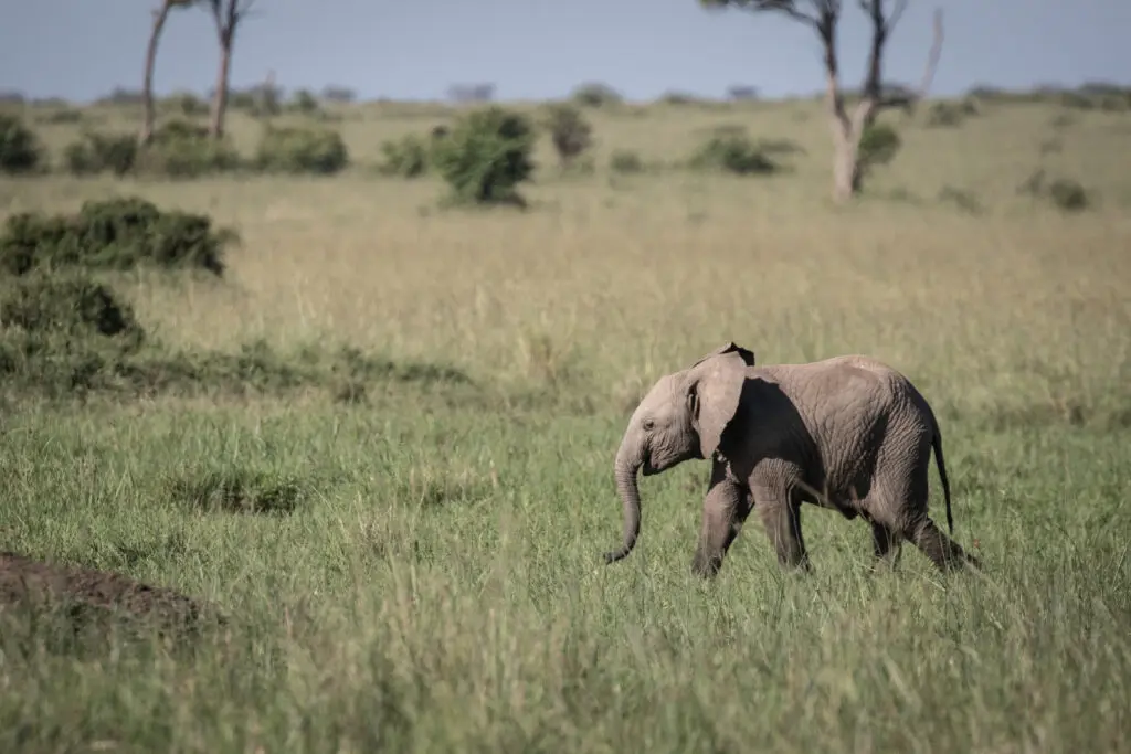 Little elephant on self drive safari