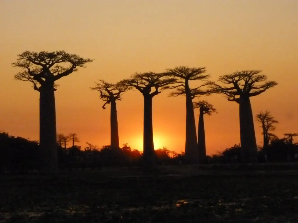 Baobab trees at sunset