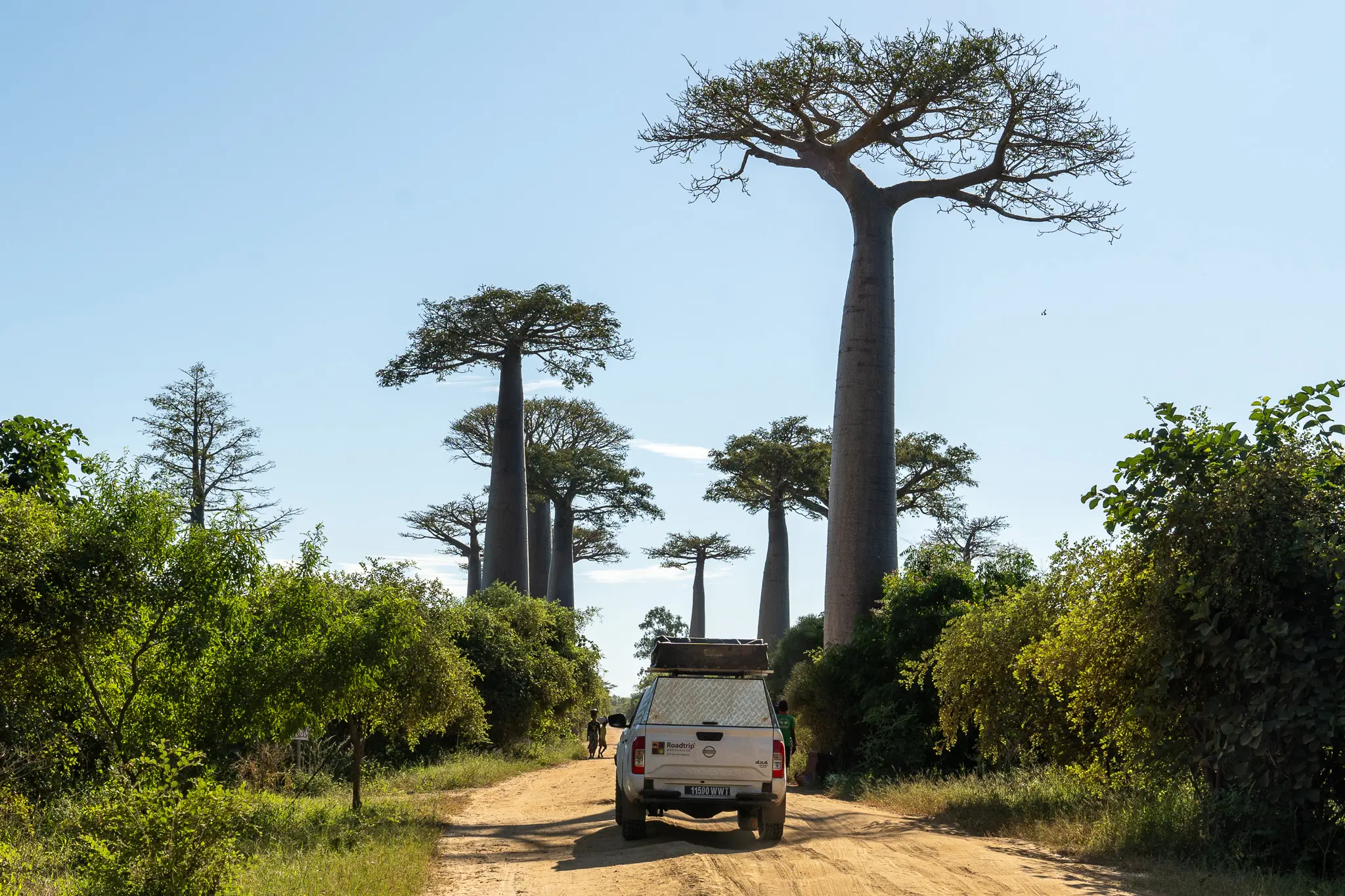 A car driving among baobabs in Madagascar