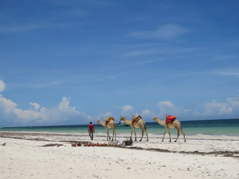 Camels At The Beach Self Drive Roadtrip Car Rental Kenya