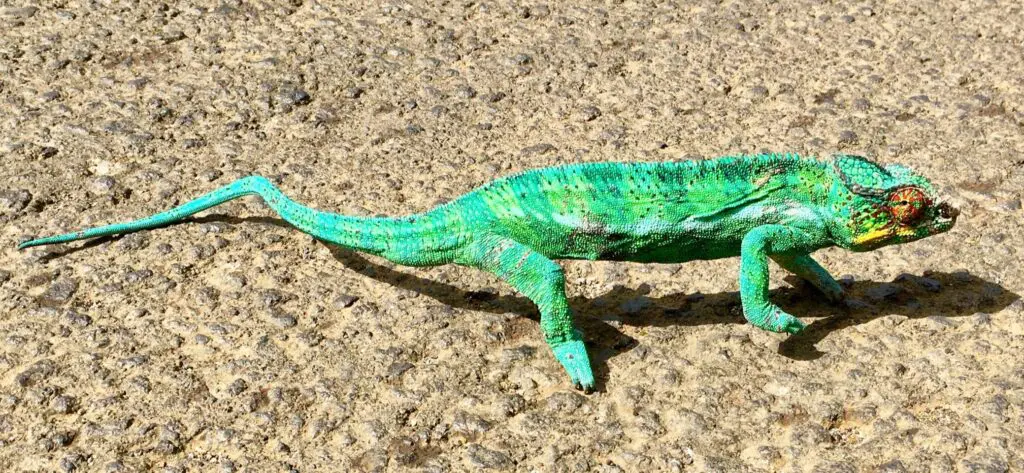 Chameleon Leguaan