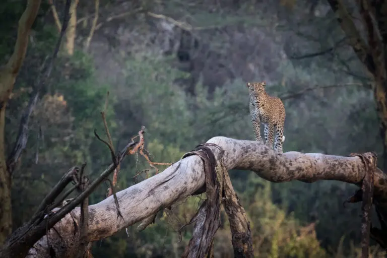 Cheetah Standing On Tree Mark Schutz