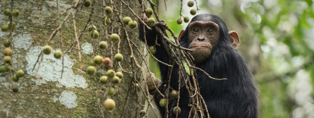 Young chimpanzee in tree with fruits, Kibale Forest Uganda