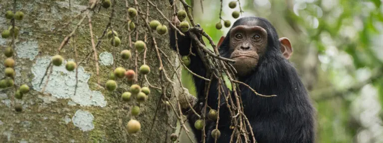 Young chimpanzee in tree with fruits, Kibale Forest Uganda