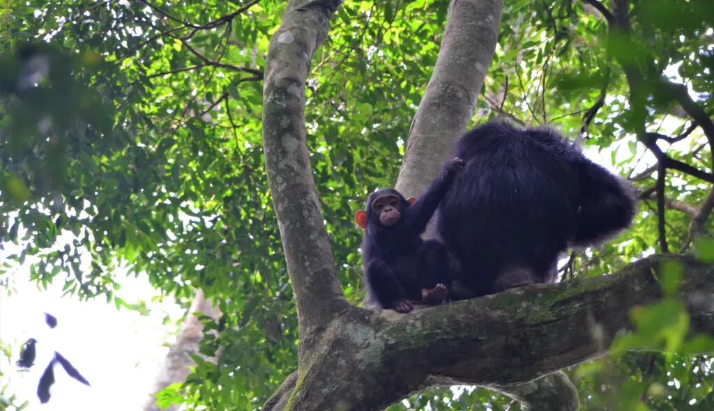 Chimpanzee Baby Hanging With Mommy In The Tree Kalinzu Fr