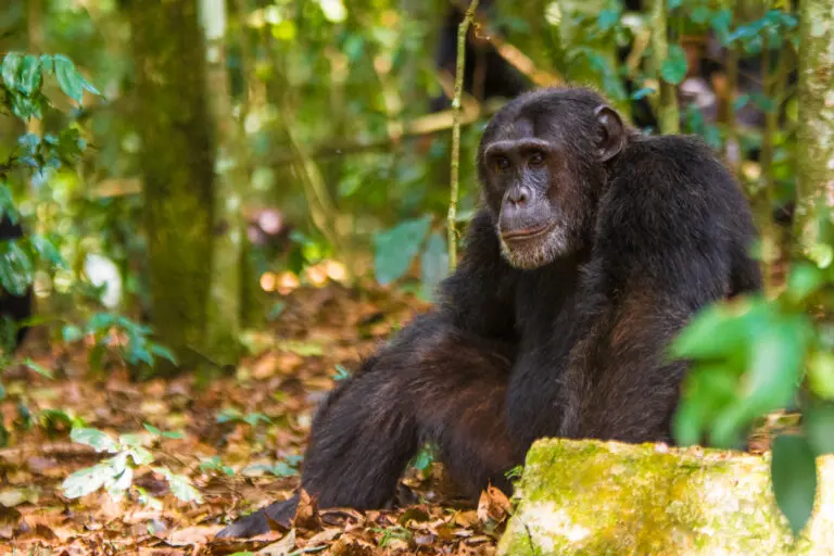 Chimpanzee On The Rgound Forest