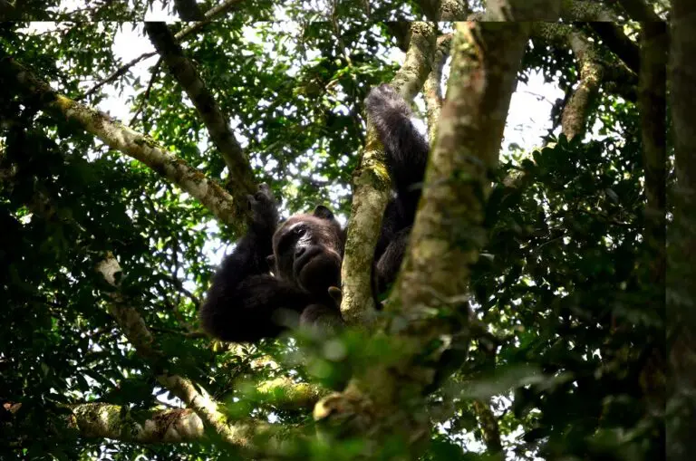 Chimpanzee Tracking In The Tree Kyambura Gorge Queen Elizabeth Np
