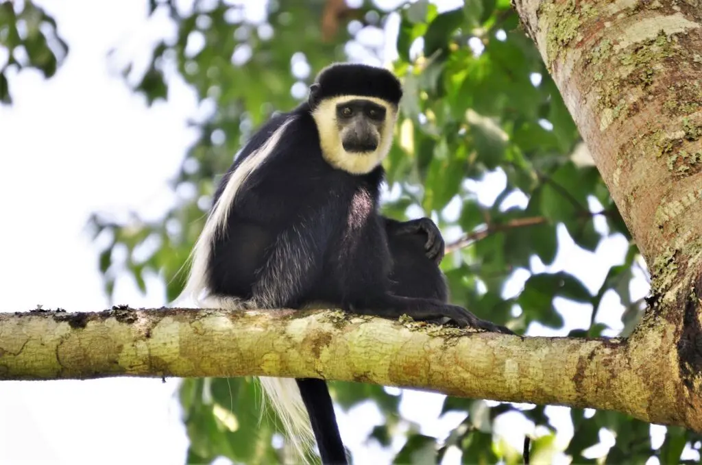 Spotting a Colobus monkey in the tree above your head