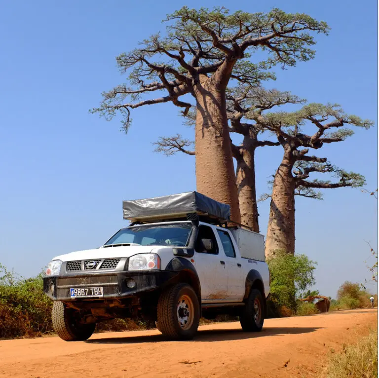 Cyril Baobab 2