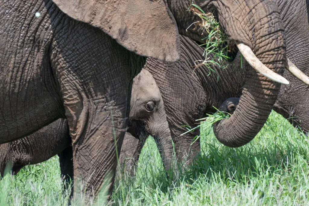 Baby Elephant Tanzania