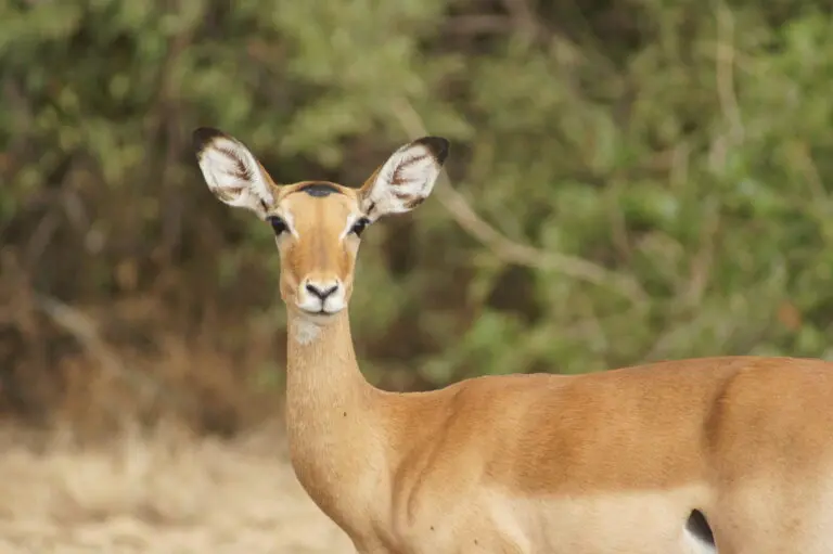 Springbok
