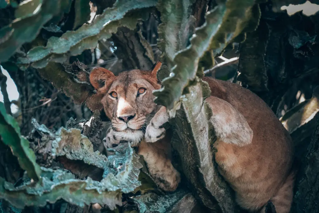 Lion in tree - QENP (by Madelon)