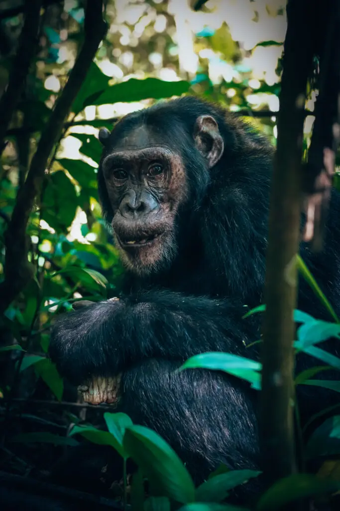 Chimp trekking 02 (by Madelon)