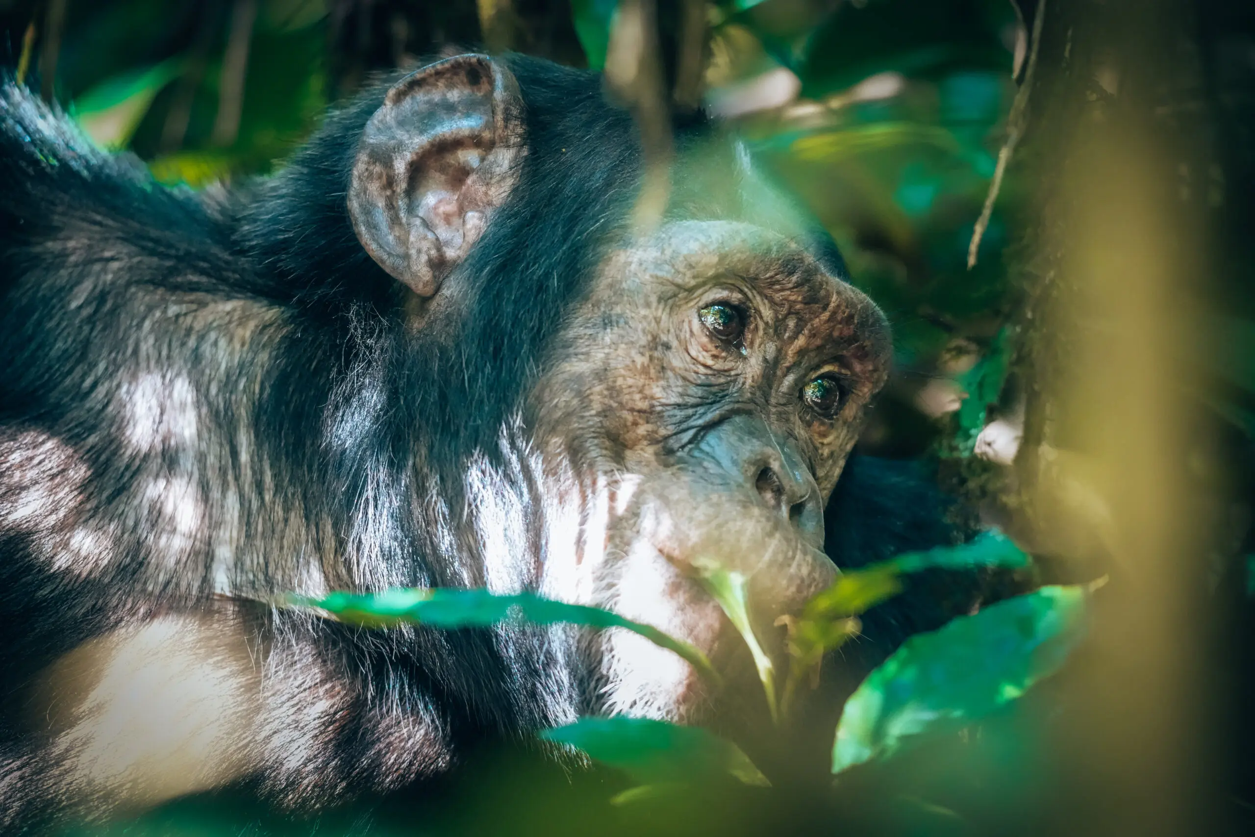 Chimpanzee in Uganda