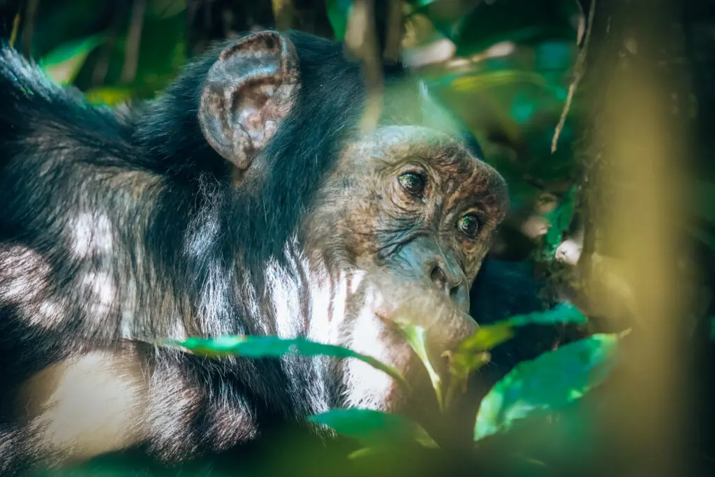 Chimp trekking (by Madelon)