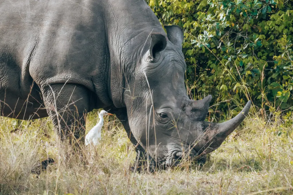 Rhino trekking 01 (by Madelon)