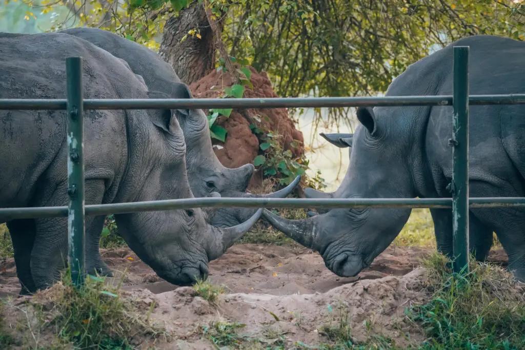 Rhino Sanctuary Campsite (by Madelon)