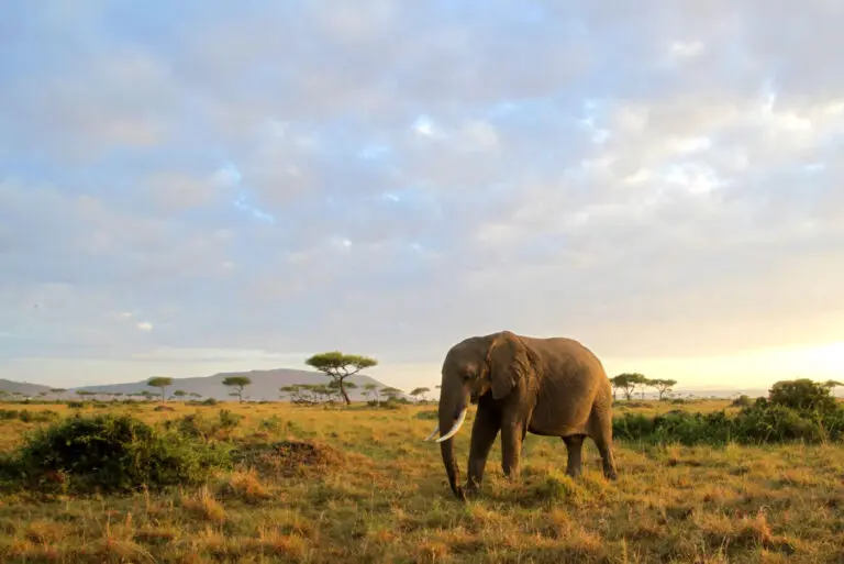 Elephant In The Maasai Mara.Jroadtripafricapg