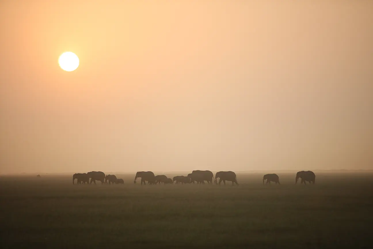 Elephant parade under the African sun