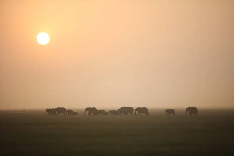 Elephant Parade Under the African sun