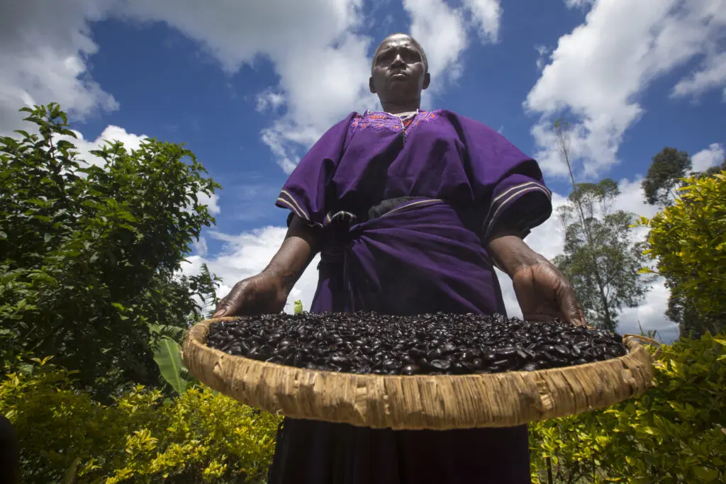 Farmer Showing Coffe Harvest