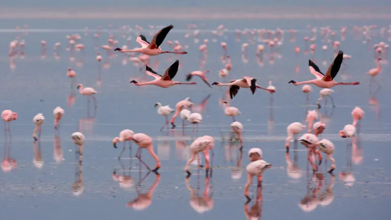 Flamingos Lake Manyara