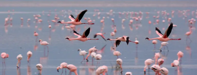 Flamingos Lake Manyara Header