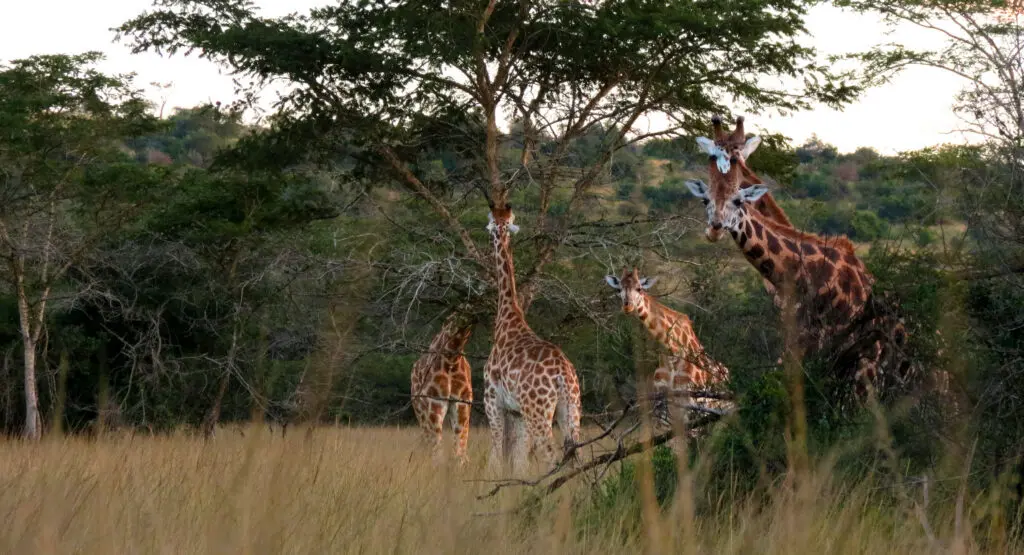 Giraffes are watching you at Lake Mburo