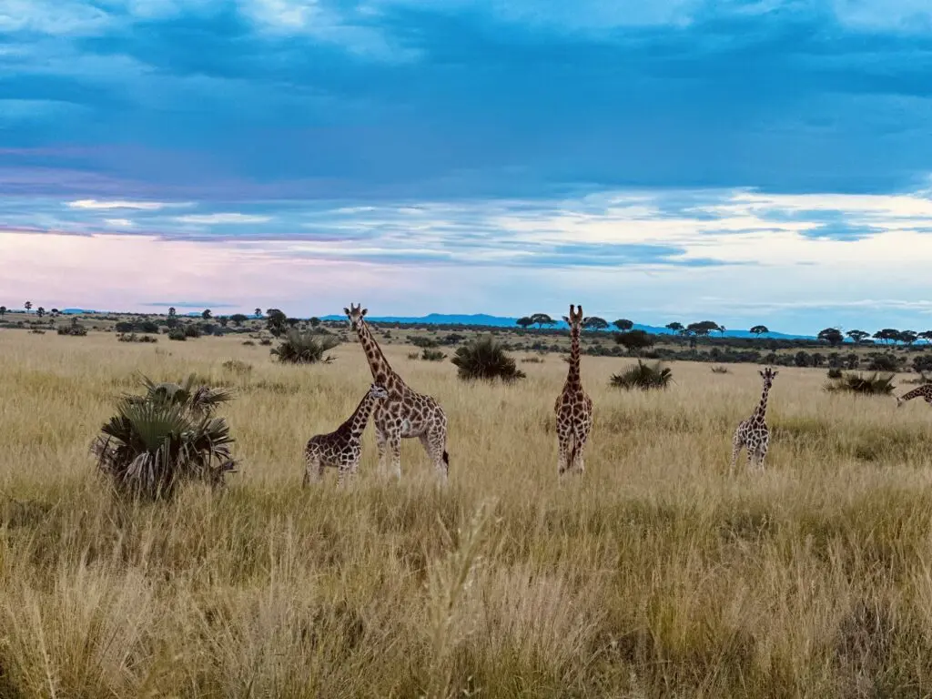 Giraffes & Sunset In Murchison NP