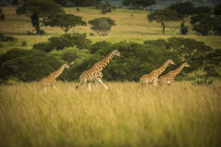 Four giraffes walking in yellow grass Murchison Falls National Park
