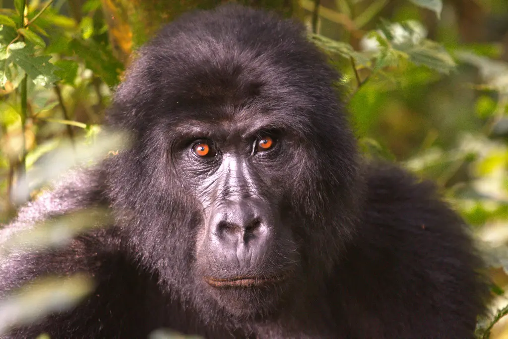 Gorilla Bwindi NP