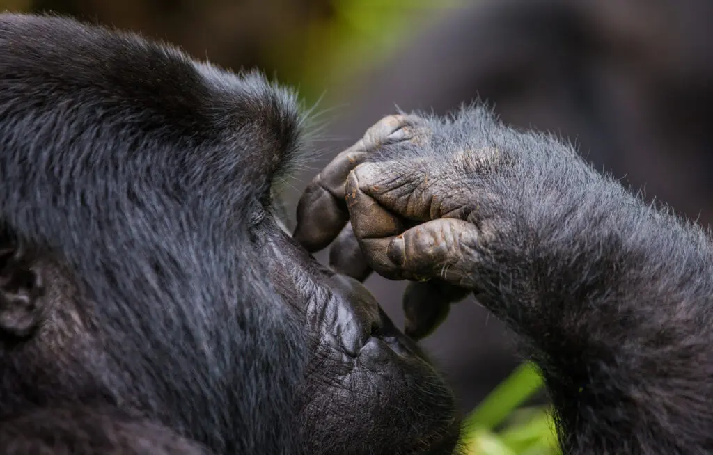 Gorilla Close Up Face And Hands