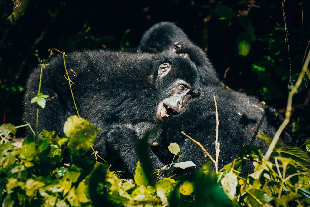 Gorilla Hug (By Madelon)