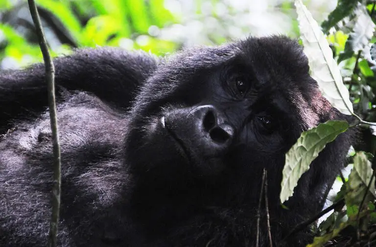 Mountain Gorilla male close up Bwindi Forest Uganda