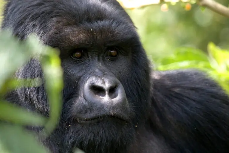 Gorilla Tracking In Bwindi National Park Buhoma