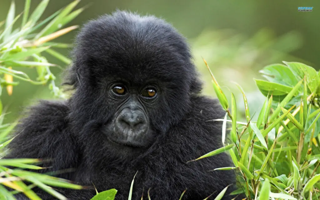 Gorilla Tracking Safari In Uganda Bwindi National Park