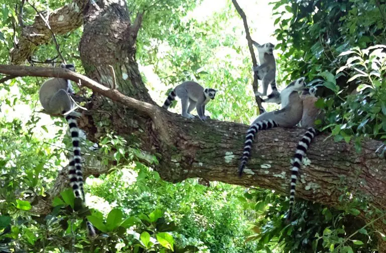 Group Of Ringtailed Lemurs