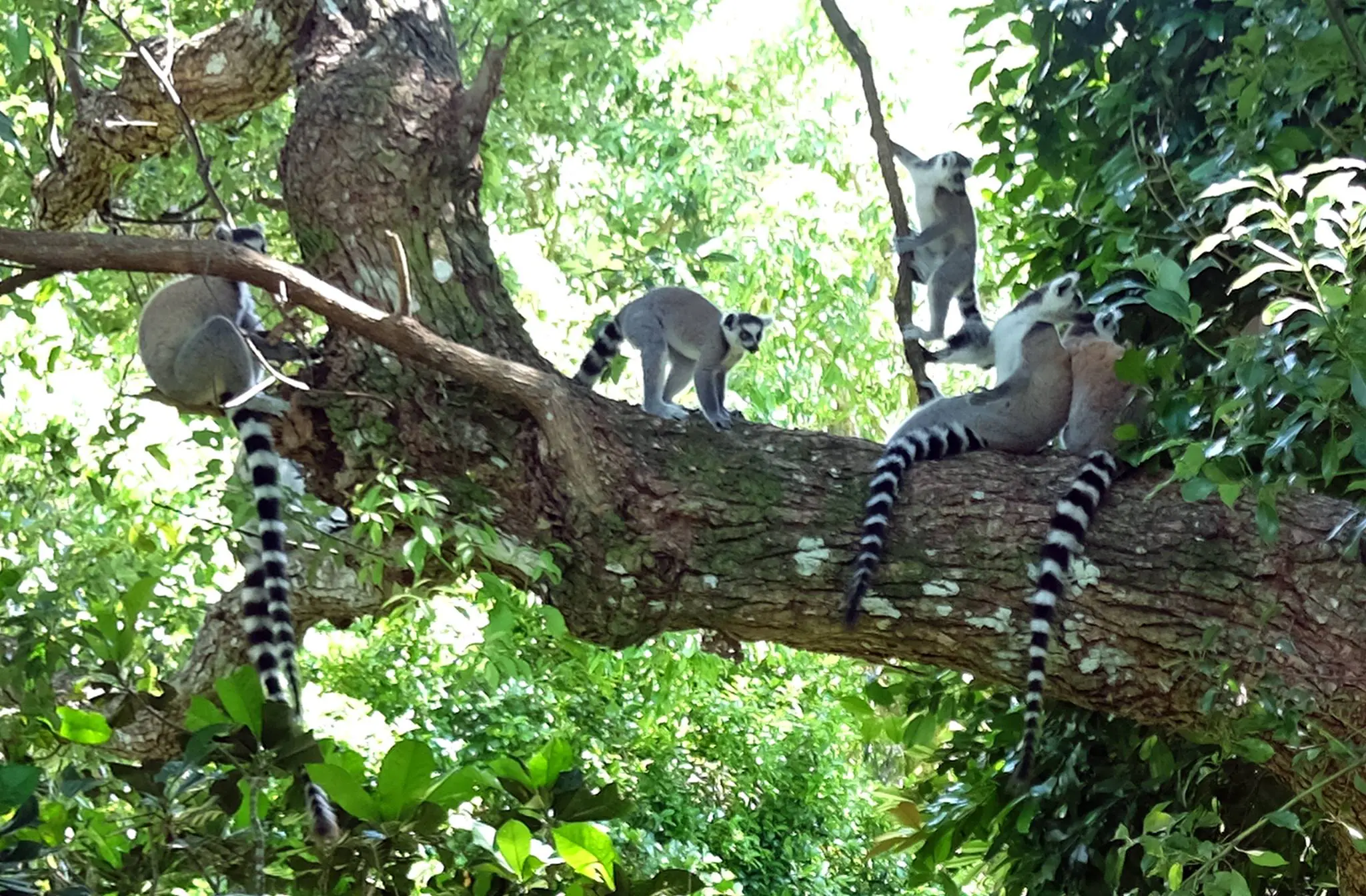 Group Of Ringtailed Lemurs