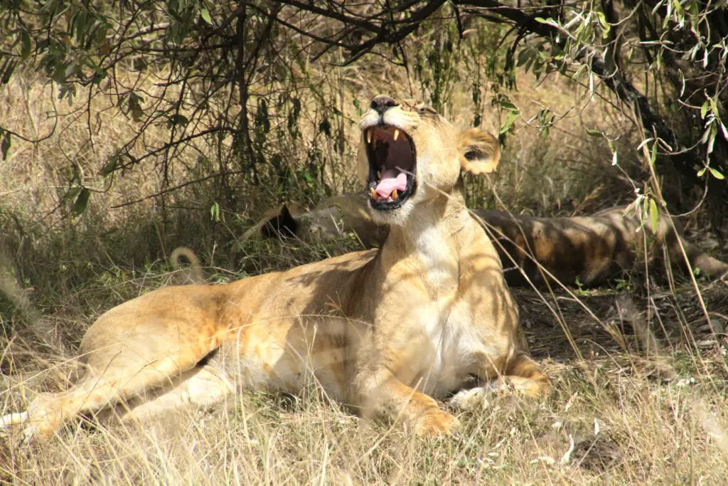 Hire A Car In Kenya Yawning Lioness In Nakuru National Park