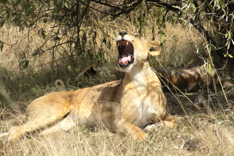 Hire A Car In Kenya Yawning Lioness In Nakuru National Park