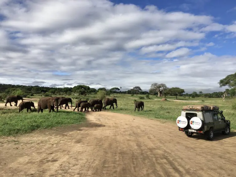 Elepant Herd with Roadtrip Africa Landcruiser