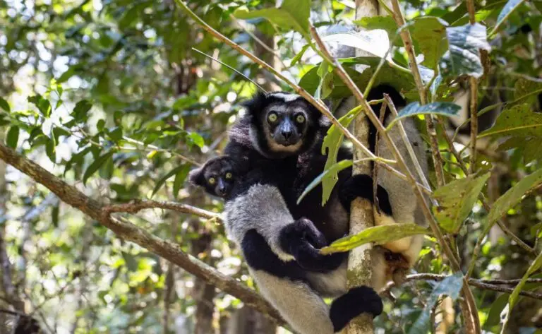 Indri Indri With Baby Canal De Pangalan Roadtrip Madagascar