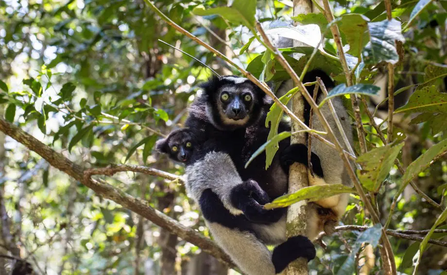 Indri Indri With Baby Canal De Pangalan Roadtrip Madagascar