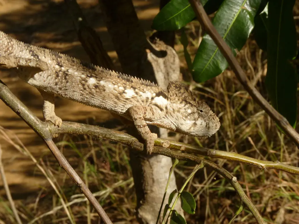 Kameleon 1