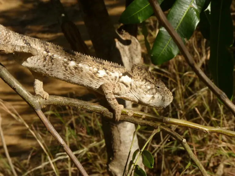 Kameleon 1