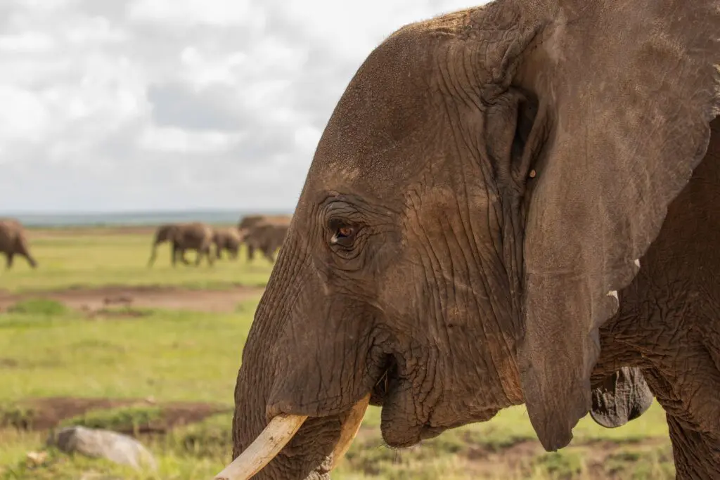 Kenia Tussenexport 262