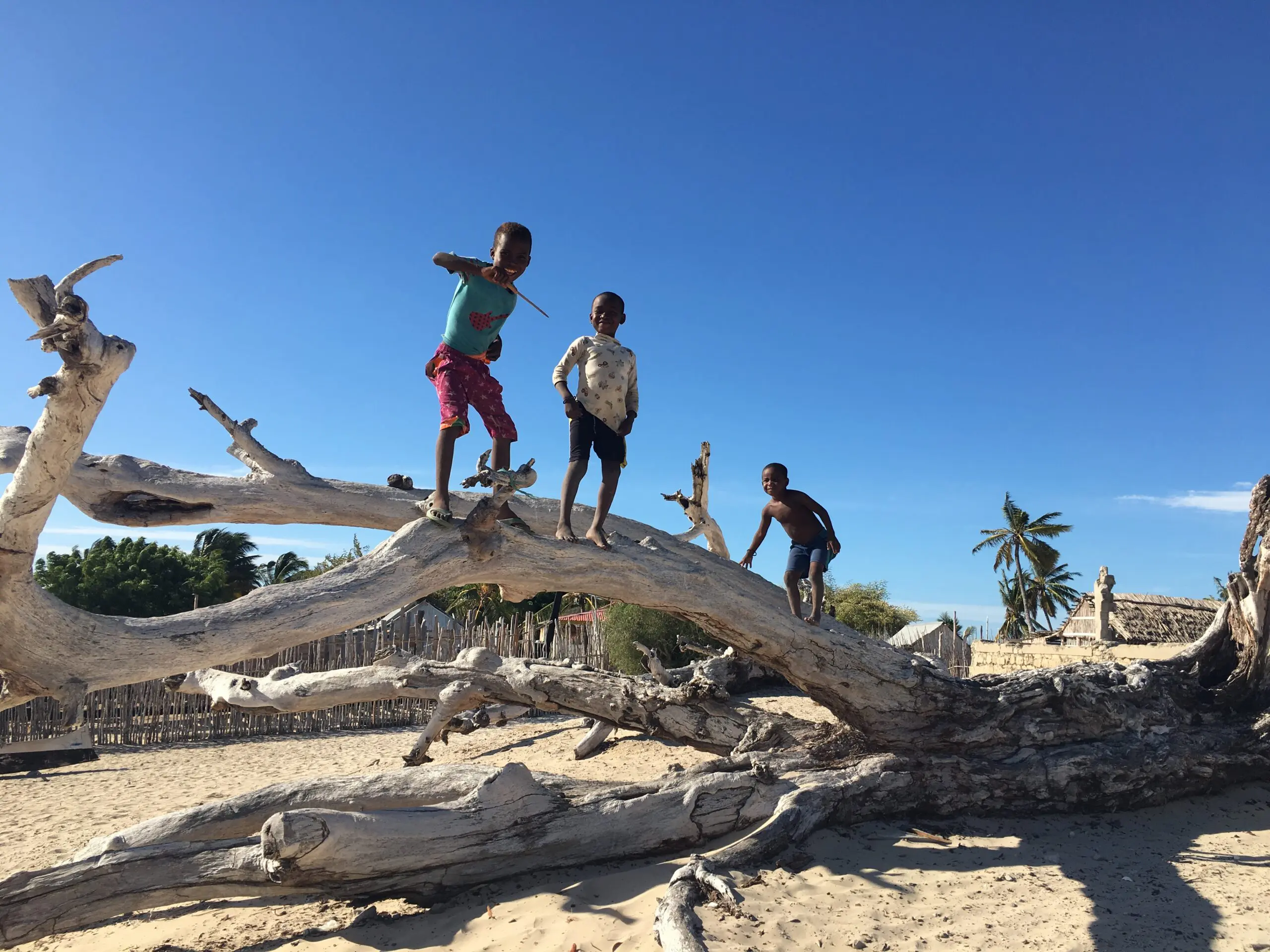 Kids on tree trunks in Belo