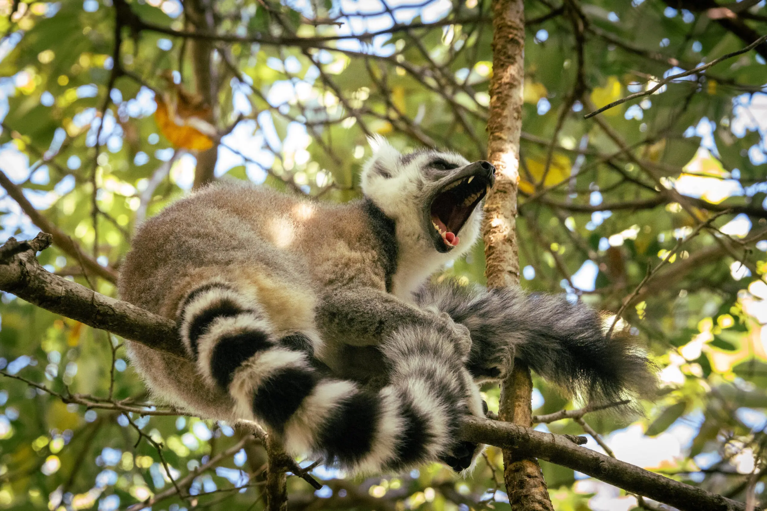 A lemur in the trees in Madagascar
